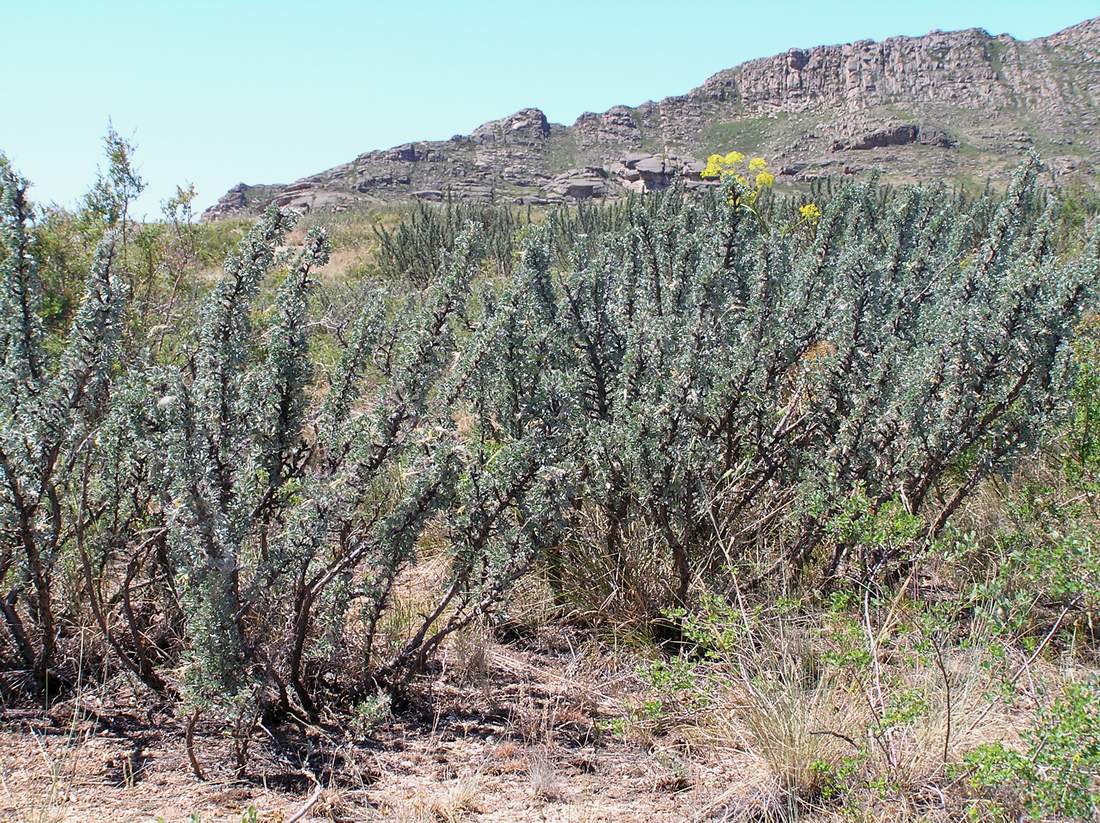 Image of Caragana bongardiana specimen.