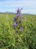 Lobelia sessilifolia