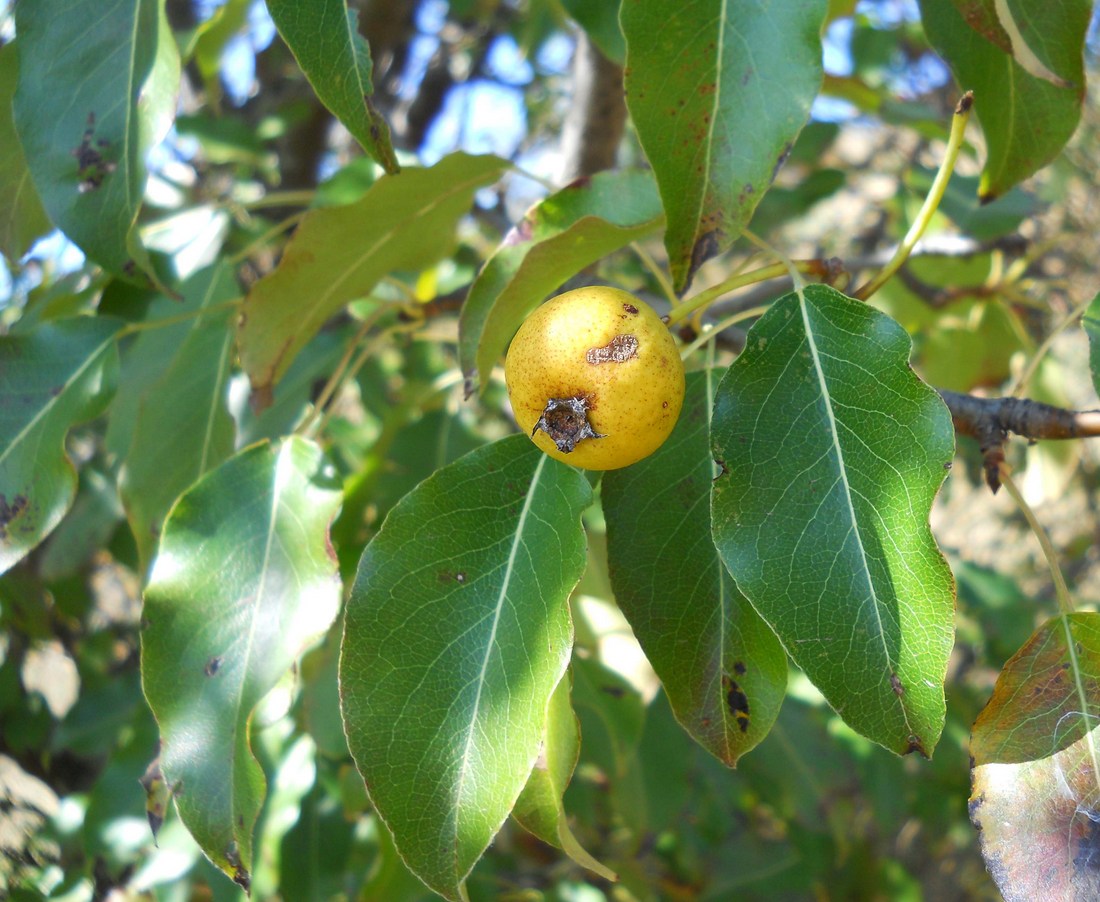 Image of Pyrus pyraster specimen.