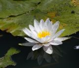 Nymphaea odorata