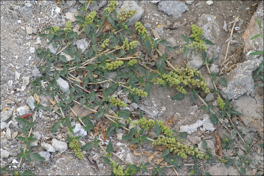 Image of Amaranthus deflexus specimen.