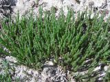 Salicornia perennans