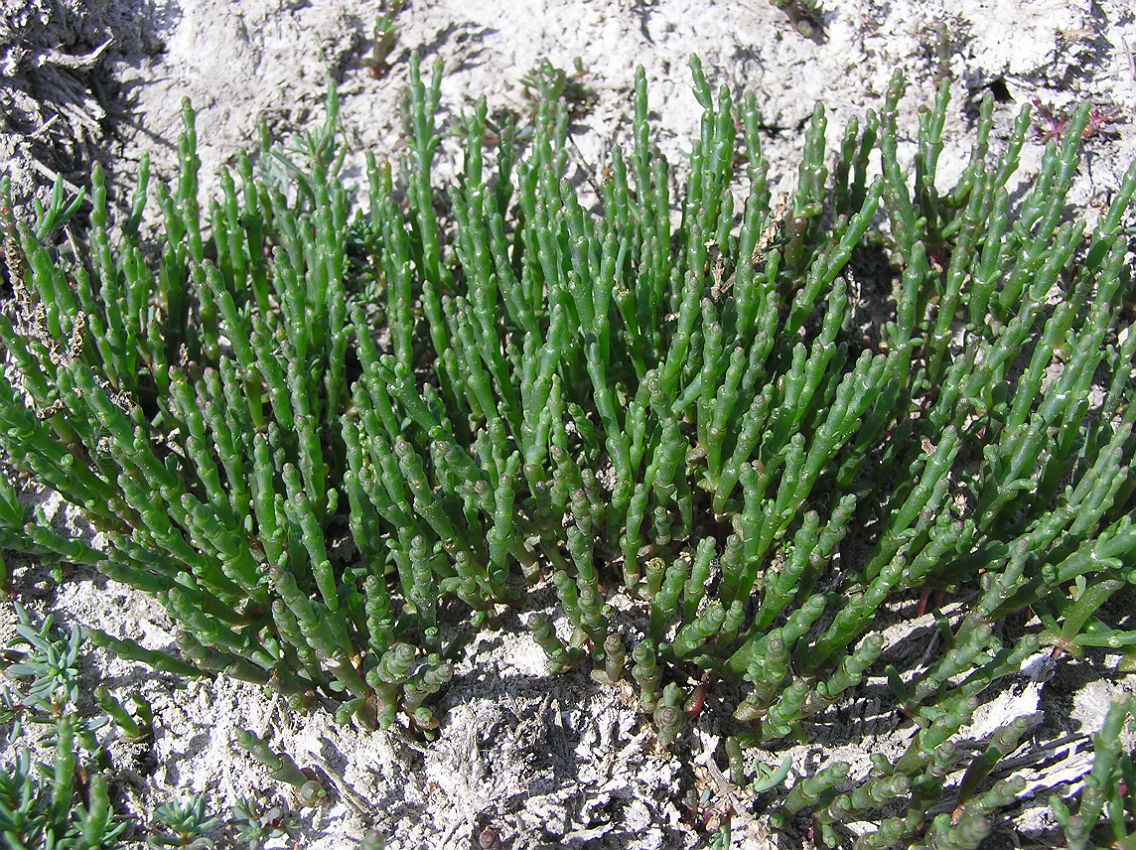 Изображение особи Salicornia perennans.