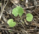 Geranium pusillum