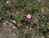 Rosa gorenkensis. Цветущее растение. Окр. Саратова, в ложбине посреди типчаково-разнотравной каменистой степи на юго-западном склоне. 19 мая 2012 г.