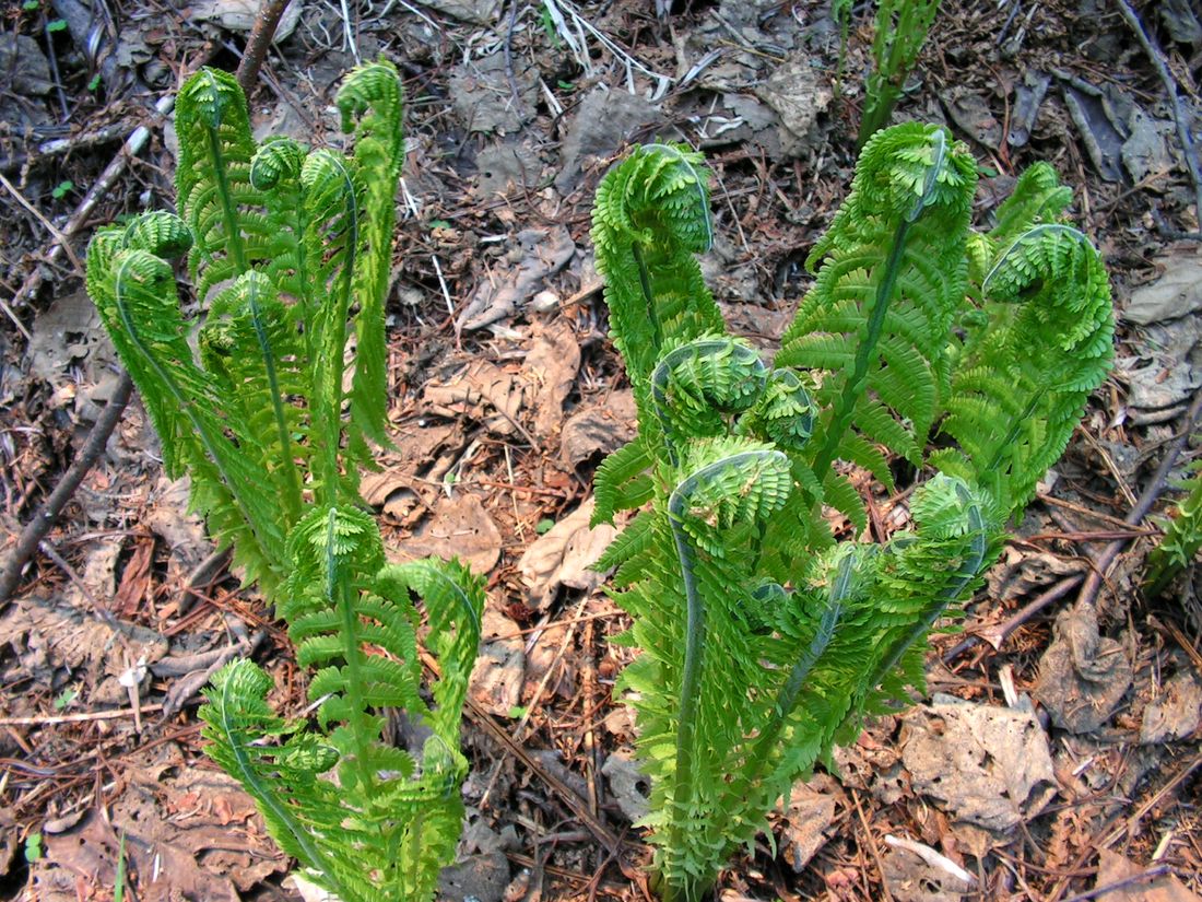 Image of Matteuccia struthiopteris specimen.