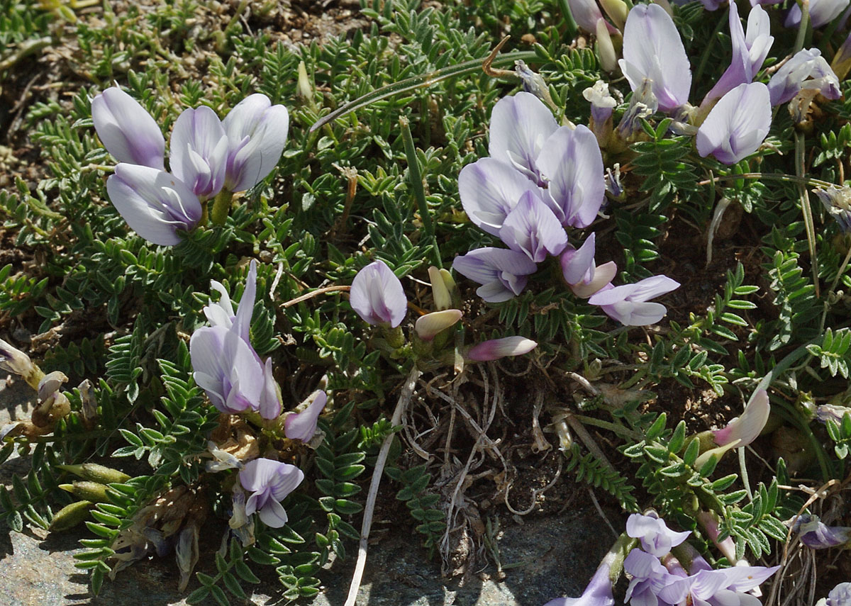 Изображение особи Astragalus levieri.