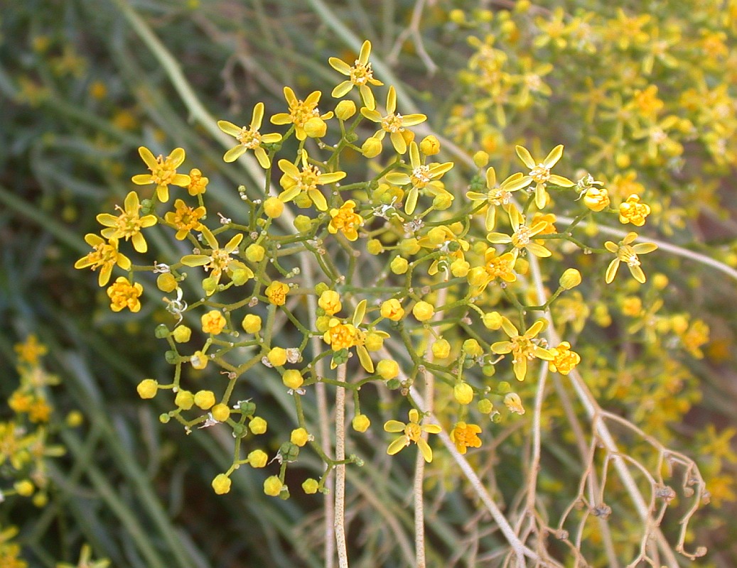 Image of Haplophyllum tuberculatum specimen.