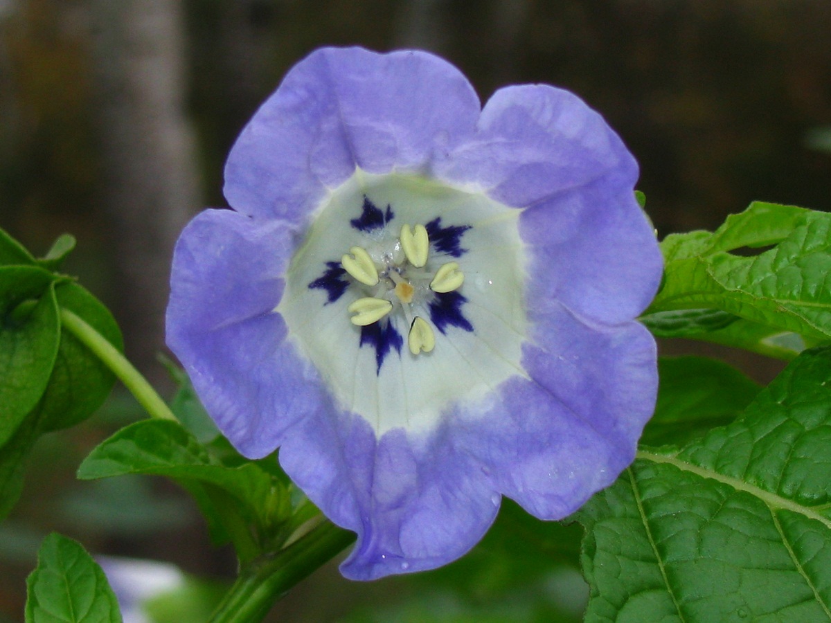 Image of Nicandra physalodes specimen.