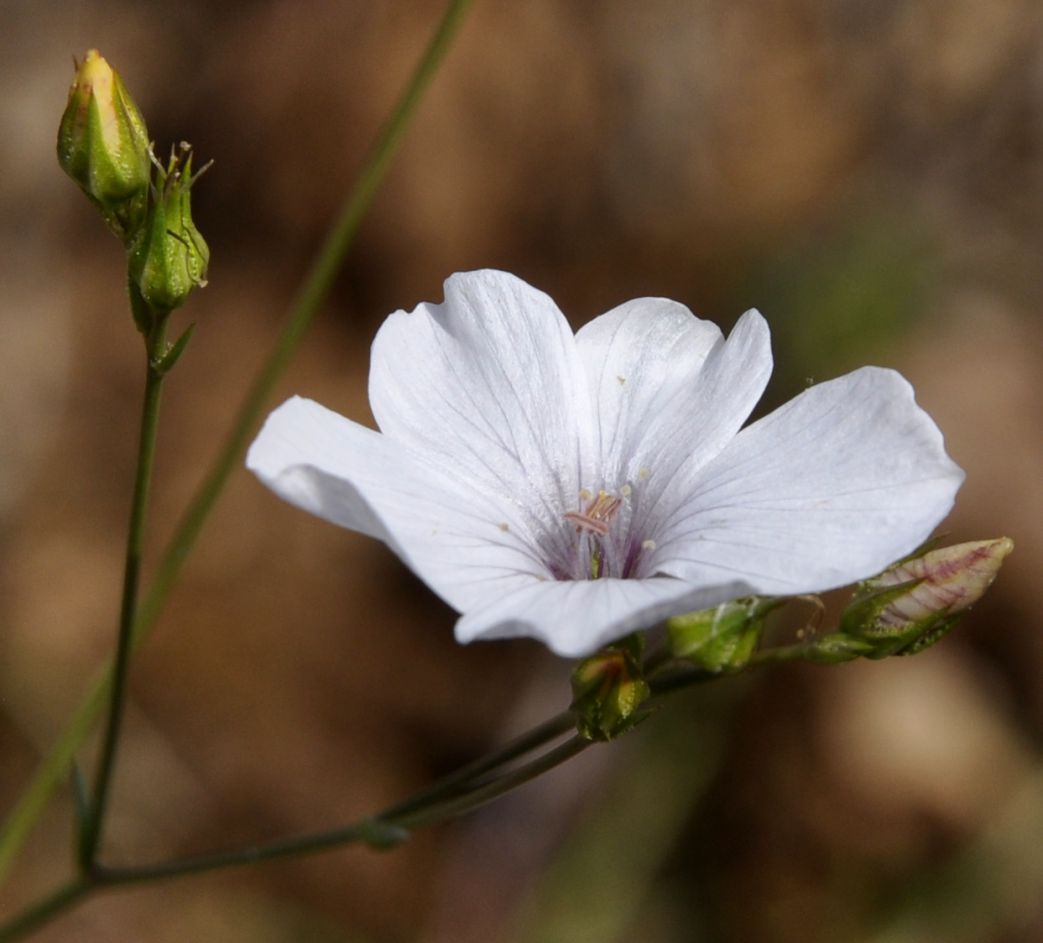 Image of Linum tenuifolium specimen.