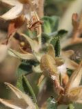 Image of taxon representative. Author is Тулкин Тиллаев
