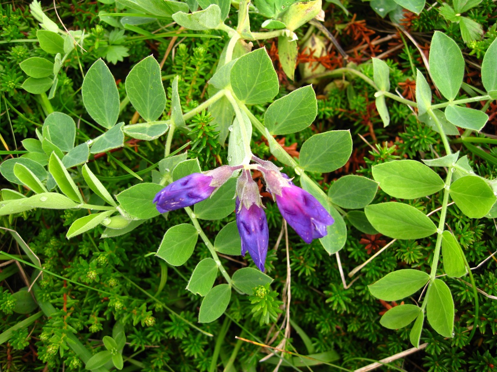 Изображение особи Lathyrus japonicus.