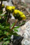 Ranunculus transiliensis. Верхушка цветущего растения (вид на чашелистики). Тянь-Шань, Илейский Алатау, Большое Алмаатинское ущ., 3200 м н.у.м. 01.07.2009.