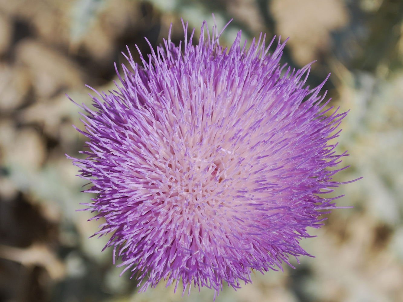 Image of Onopordum leptolepis specimen.