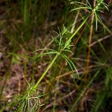 Galium verum