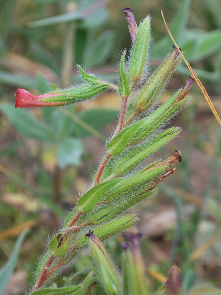 Image of Onosma dichroantha specimen.