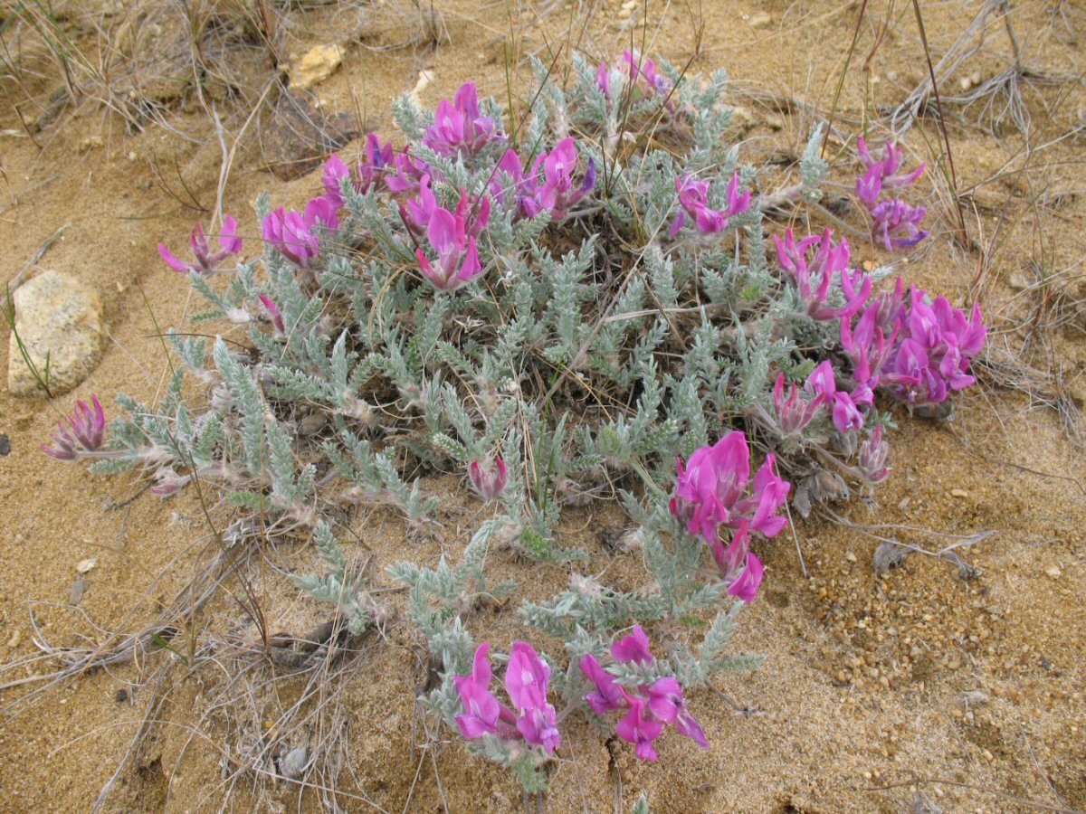 Изображение особи Oxytropis lanata.