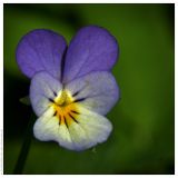 Viola tricolor. Цветок. Республика Татарстан, дендрарий Волжско-Камского заповедника. 22.05.2009.