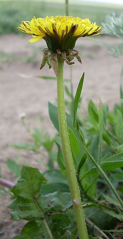 Изображение особи род Taraxacum.