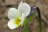 Viola arvensis. Цветок. Крым, Карадагский заповедник, степной склон. 4 апреля 2013 г.