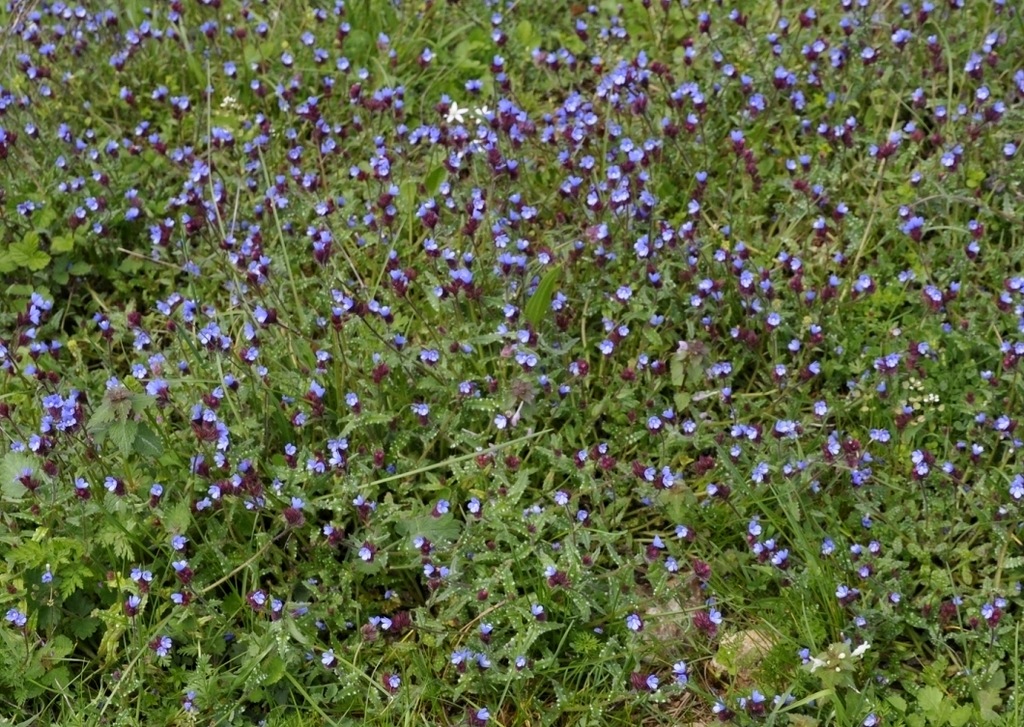 Изображение особи Anchusa cretica.