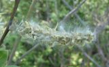 Salix aurita. Соплодие со вскрывшимися плодами. Украина, г. Запорожье, возле оз. Кушугум. 04.05.2013.