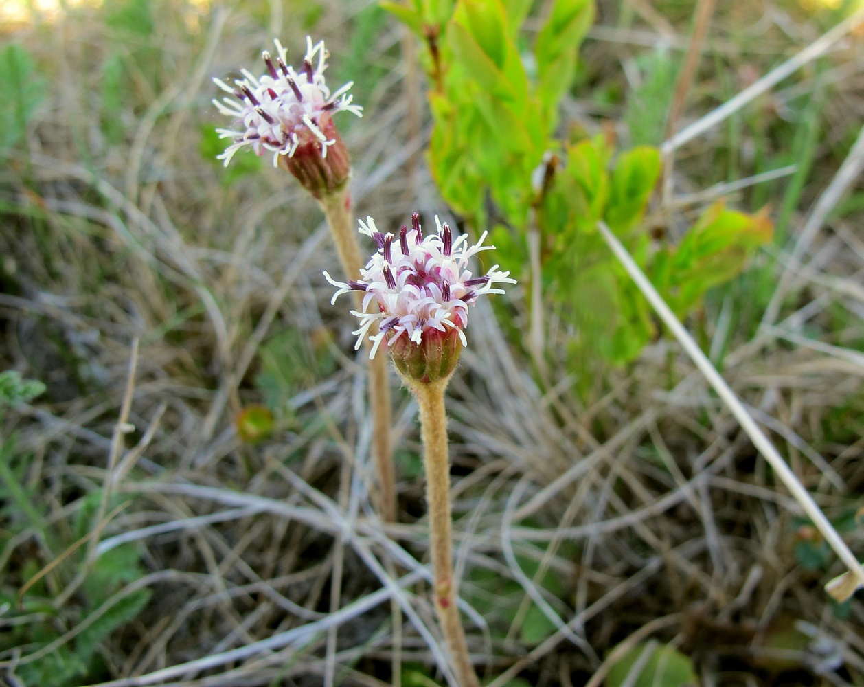 Image of Homogyne alpina specimen.