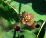 Euonymus verrucosus. Цветок. Украина, Киевская обл., Вышгородский р-н, севернее с. Лебедевка, сосновый лес на правом берегу дренажного канала. 19 мая 2013 г.