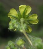 род Potentilla. Цветок. Волгоградская обл., Калачёвский р-н, р. Большая Голубая. 22.05.2013.