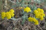 Achillea taurica