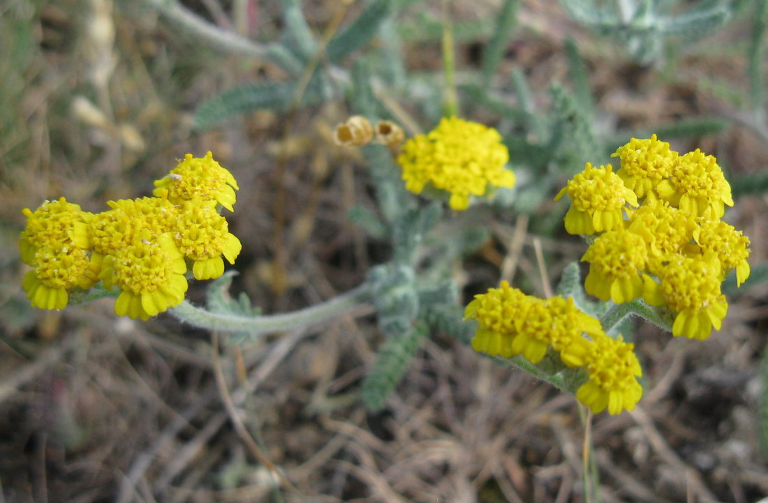 Image of Achillea taurica specimen.