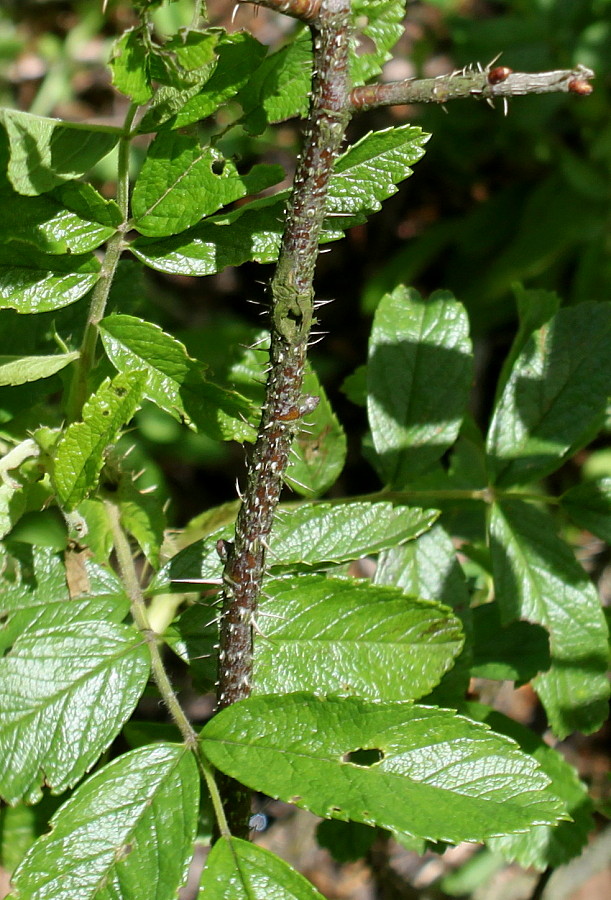 Изображение особи Rosa arvensis.