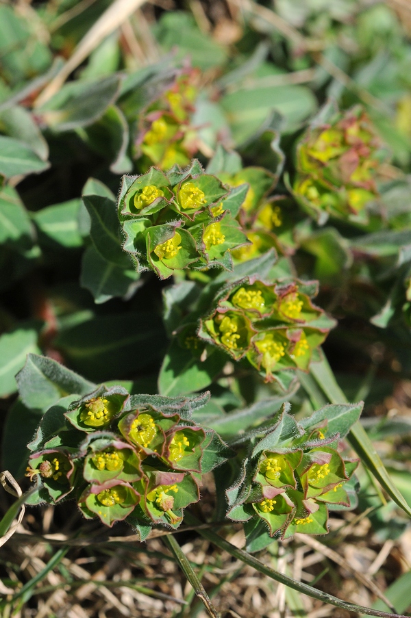 Image of Euphorbia alatavica specimen.