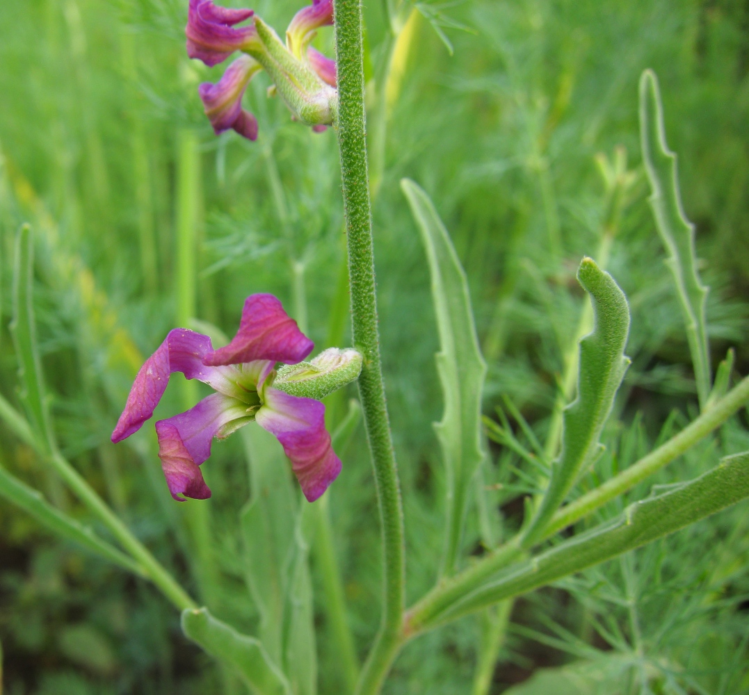 Изображение особи Matthiola bicornis.