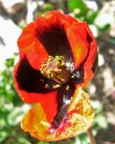 Papaver stevenianum