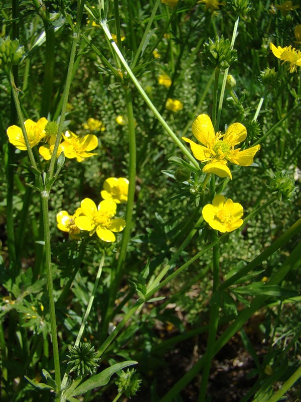 Image of Ranunculus sardous specimen.