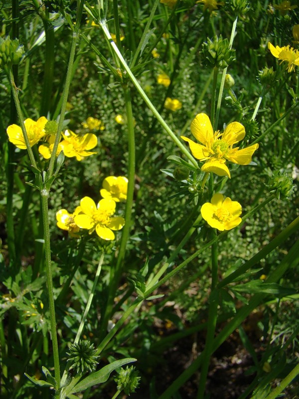 Изображение особи Ranunculus sardous.