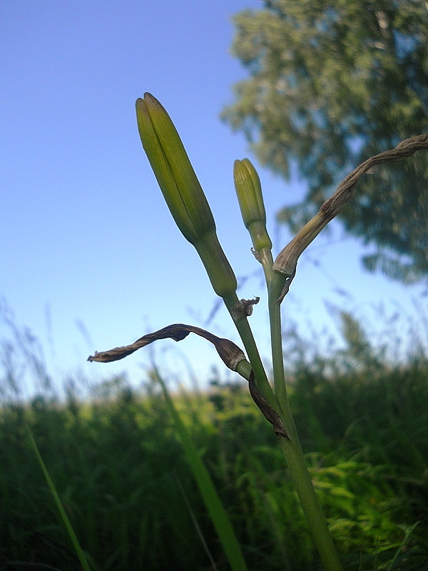 Image of Hemerocallis minor specimen.