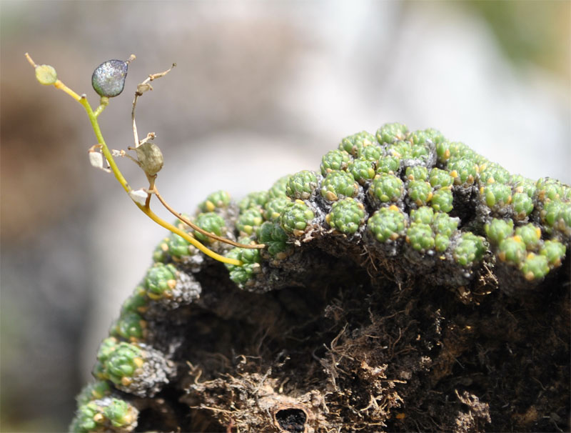 Image of Draba bryoides specimen.