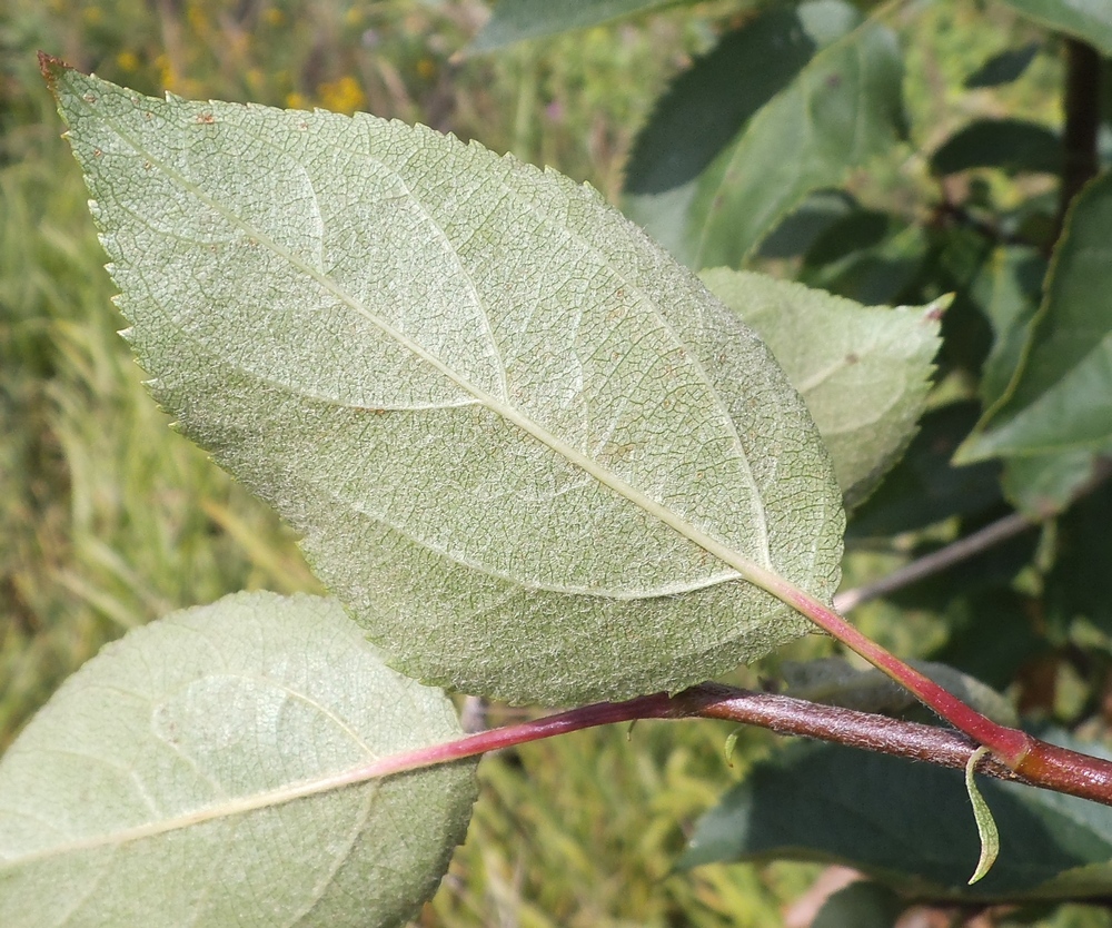 Изображение особи Malus domestica.