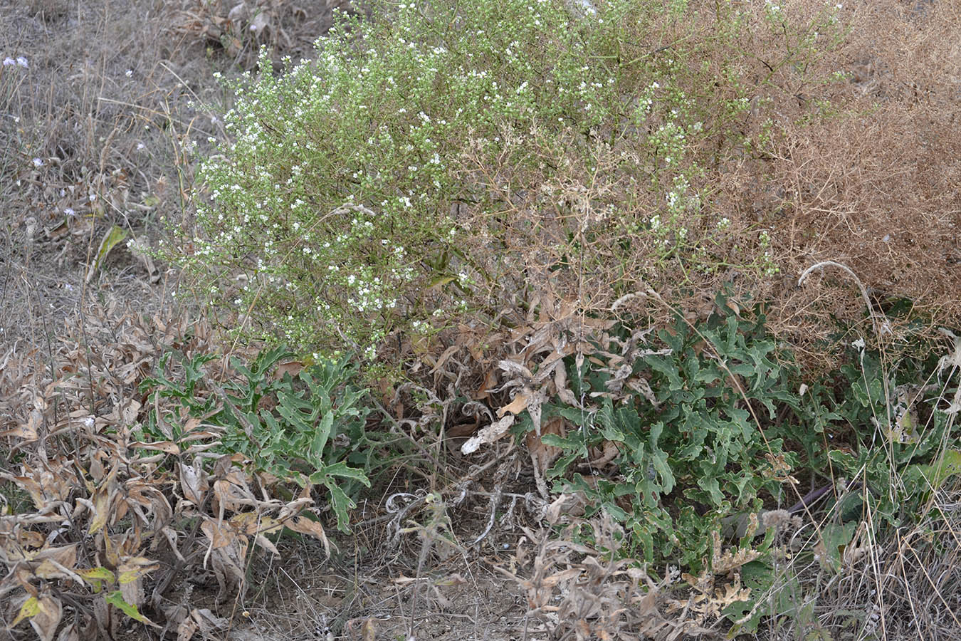 Image of Crambe aspera specimen.