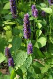 Agastache rugosa. Верхушка цветущего растения. Приморский край, окр. г. Находка, обочина дороги. 26.08.2013.