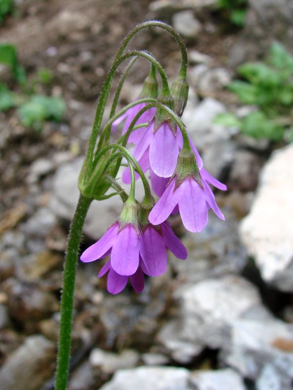 Изображение особи Cortusa turkestanica.