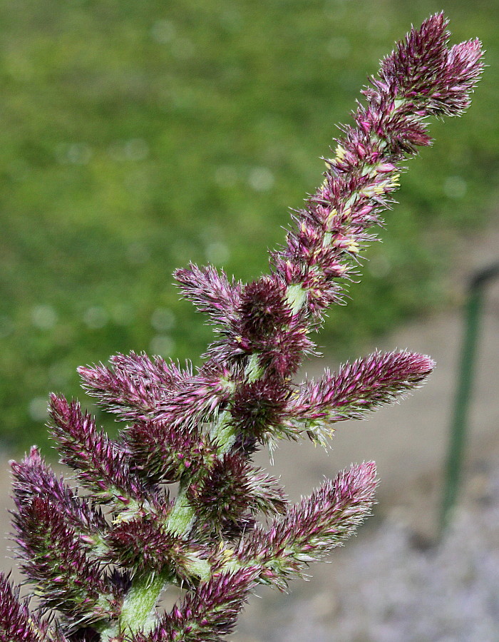 Image of Amaranthus tricolor specimen.