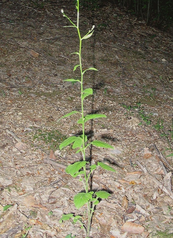 Image of Lapsana communis specimen.