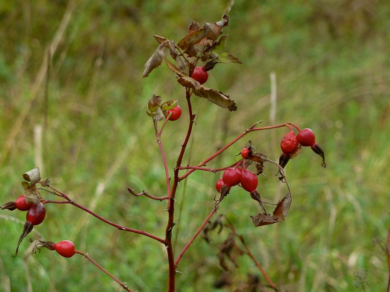 Image of Rosa pratorum specimen.