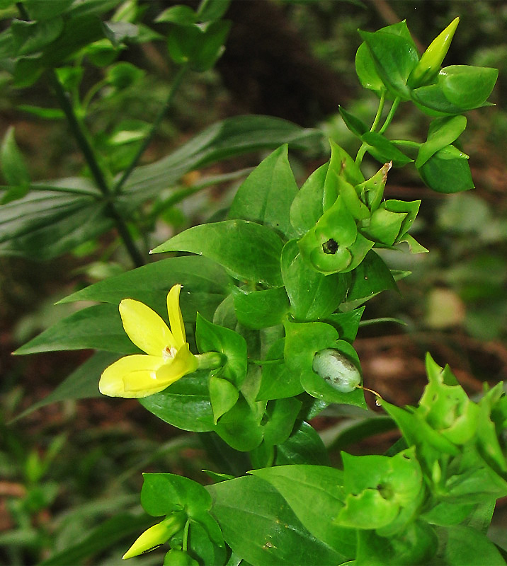 Image of Ixanthus viscosus specimen.