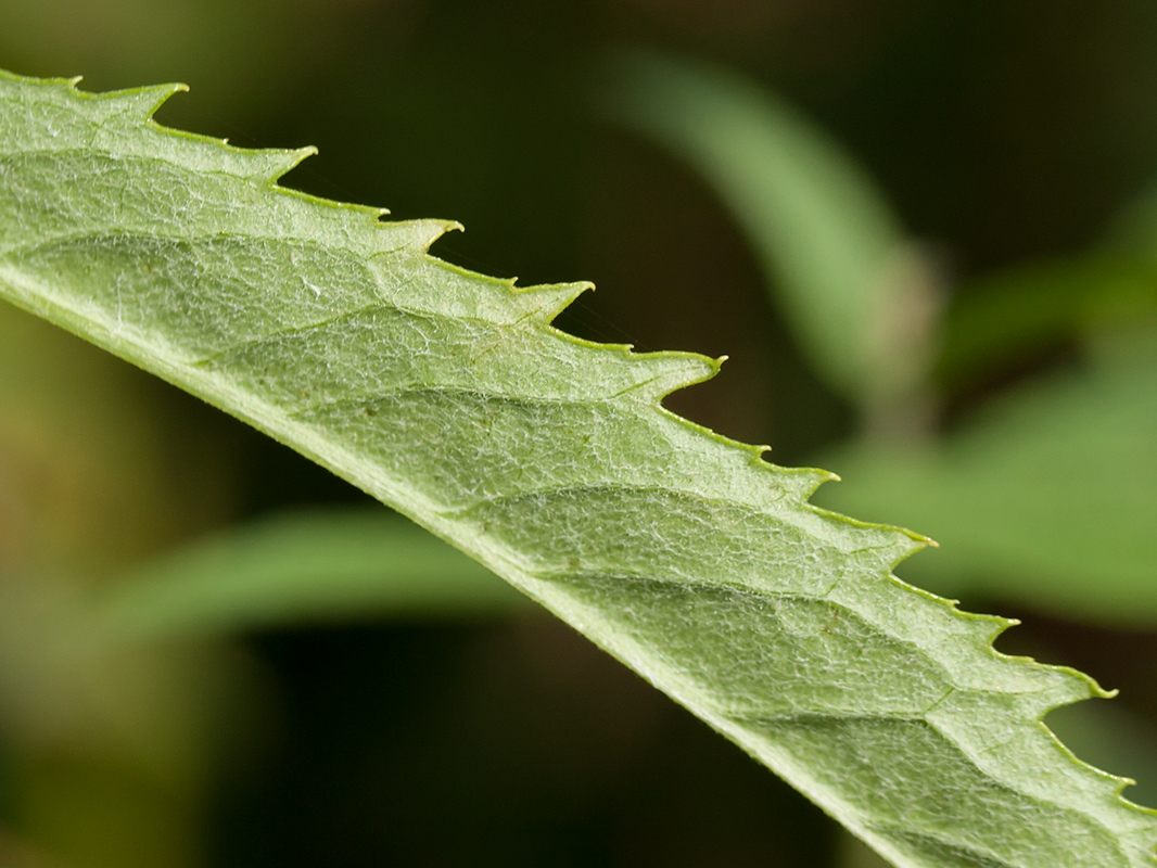 Image of Senecio paludosus specimen.