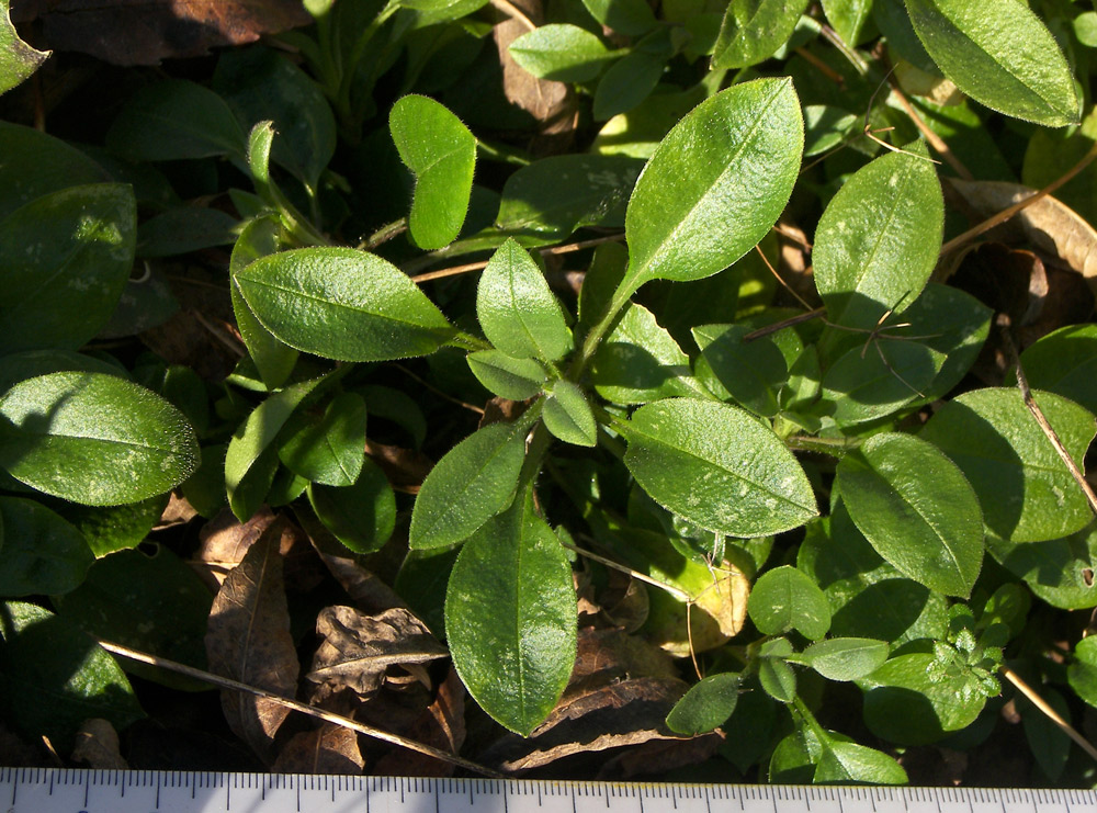 Изображение особи Cerastium holosteum var. meyerianum.