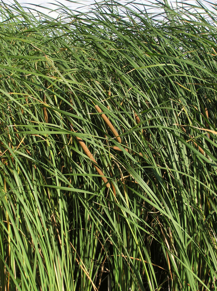 Изображение особи Typha angustifolia.